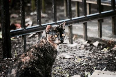 Close-up portrait of cat