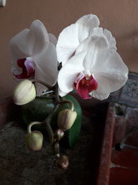 Close-up of white rose