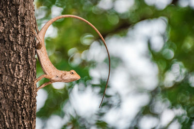 Close-up of lizard on tree trunk