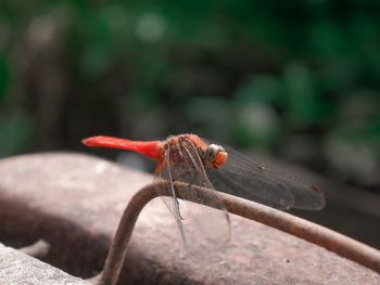 Close-up of insect