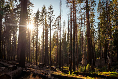 Sunlight streaming through trees in forest