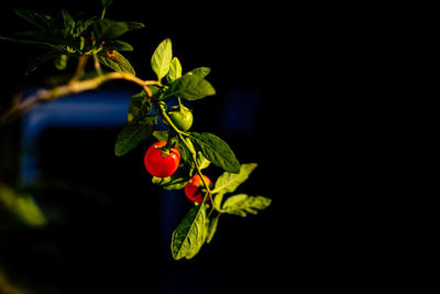 Close-up of red berries against black background