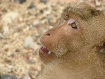 Close-up of a dog looking away