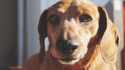 Close-up portrait of dachshund dog