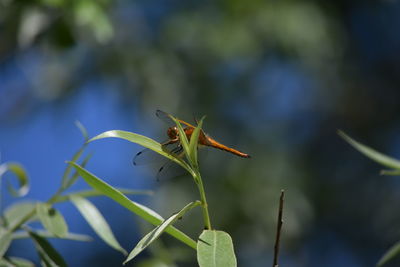 Close-up of insect on plant