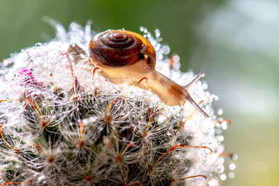 Close-up of snail on plant