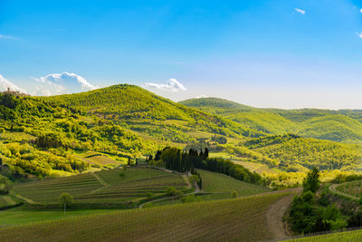 Scenic view of agricultural field against sky