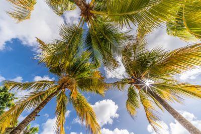 Low angle view of palm tree against sky