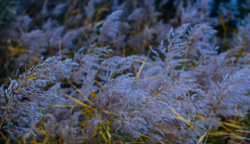 Close-up of plants during winter