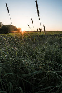 Scenic view of field against sky at sunset