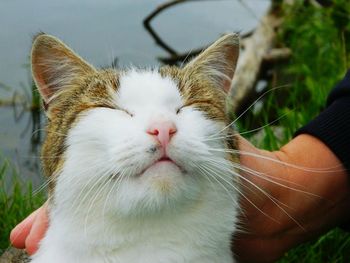 Close-up of cat with hand