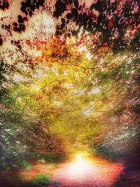 Full frame shot of trees during sunset