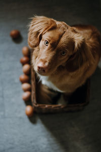 Cute brown nova scotia duck tolling retriever sitting in the basket. top down view. 