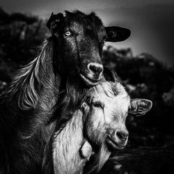 Close-up portrait of cow