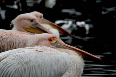 Close-up of pelican