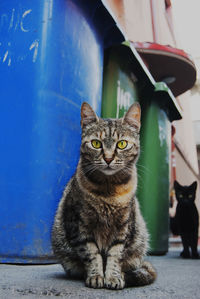 Portrait of cats by garbage cans