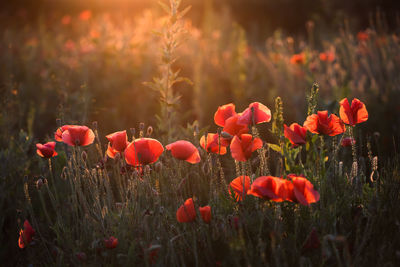 Close-up of red poppy flowers on field