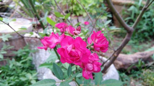 Close-up of pink flower