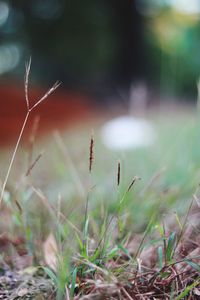 Close-up of grass growing in field