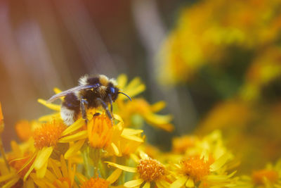 Close-up of bee pollinating on yellow flower