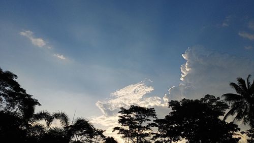 Low angle view of trees against sky