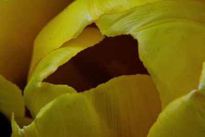 Full frame shot of yellow leaf