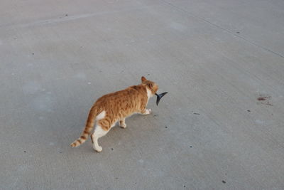 Cat on road