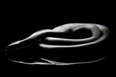 Close-up of snake over black background