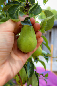 Close-up of hand holding fruit