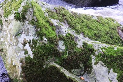 High angle view of moss on rock