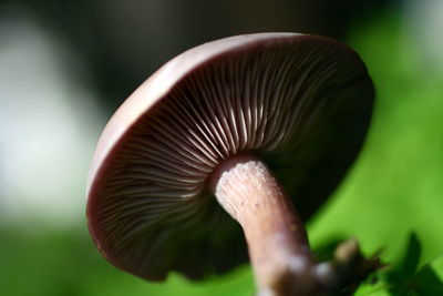 Close-up of a mushroom