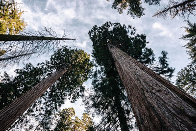 Low angle view of trees against sky