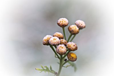 Close-up of flowering plant