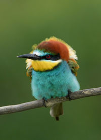 Close-up of bird perching on branch