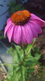 Close-up of pink flower