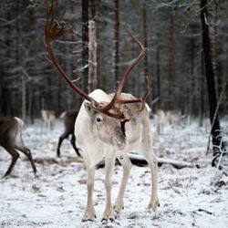 Reindeer standing on snow covered field