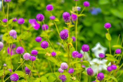 Close-up of pink flowering plants on field