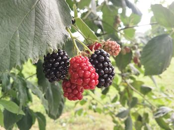 Close-up of berries growing on tree