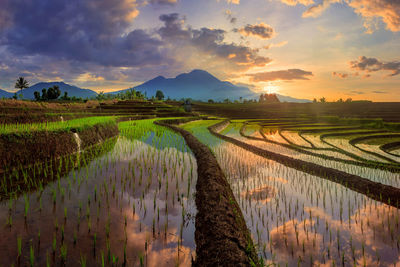 Scenic view of field against sky during sunset