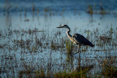 Grey heron wades through grass in shallows