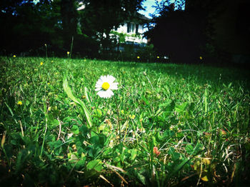 Close-up of white daisy flowers blooming in field