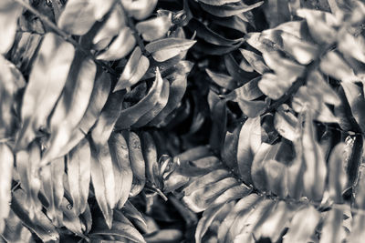 Full frame shot of dry leaves