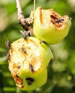 Close-up of caterpillar on fruit