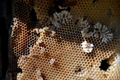 Close-up of bee on the wall