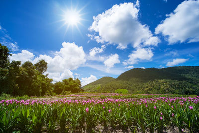 View of flowers growing in field against blue sky
