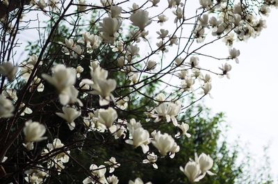 Cherry blossoms in spring