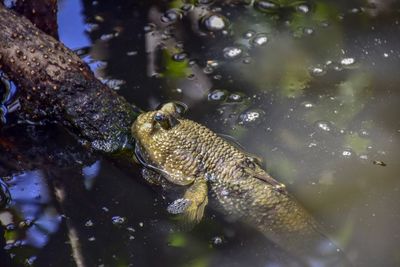 High angle view of frog in lake