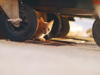 Portrait of cat in car