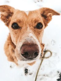 Close-up portrait of a dog