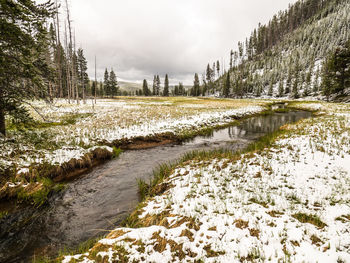 Scenic view of river in forest against sky